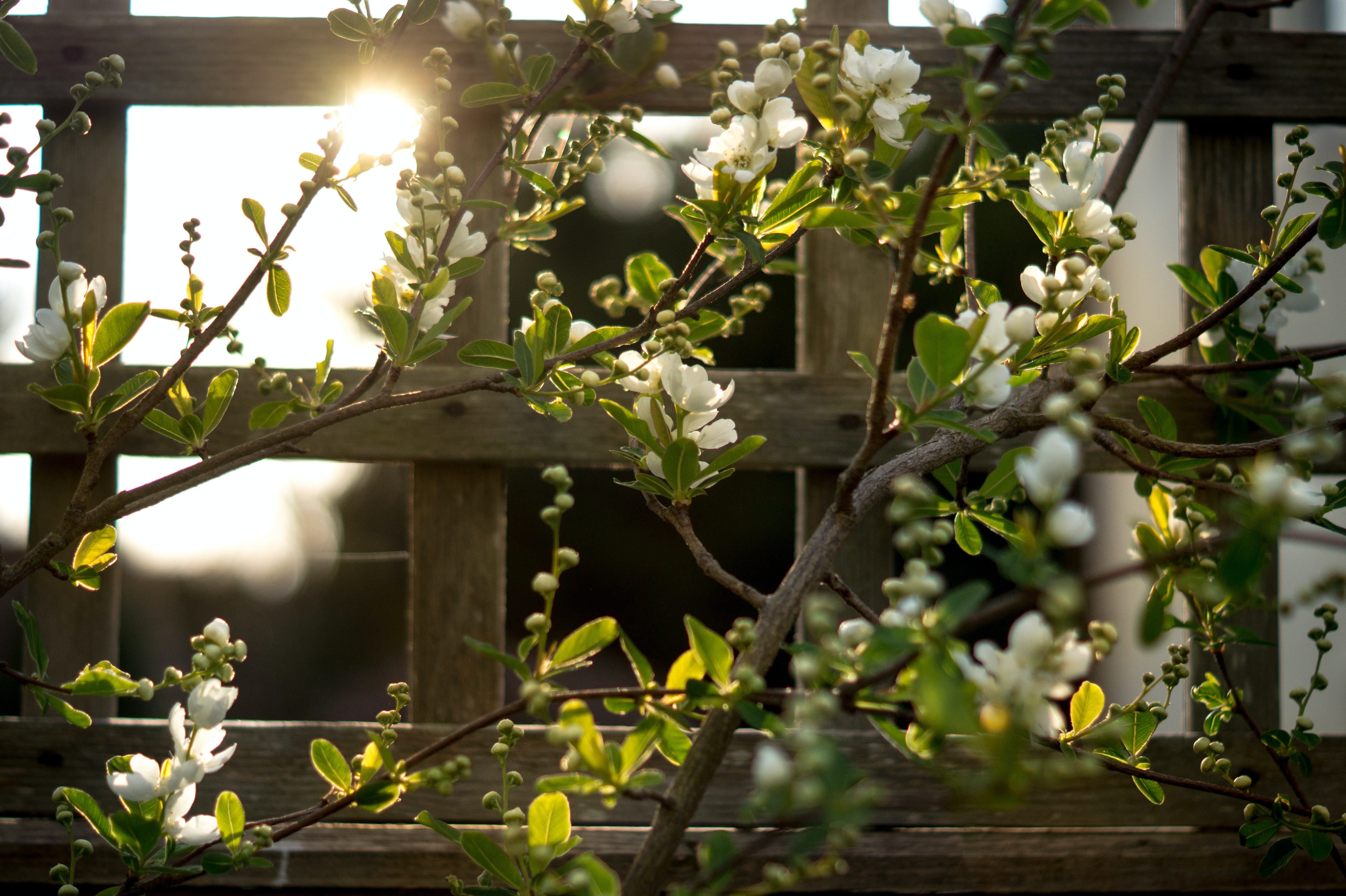 Attaching plants to a fence